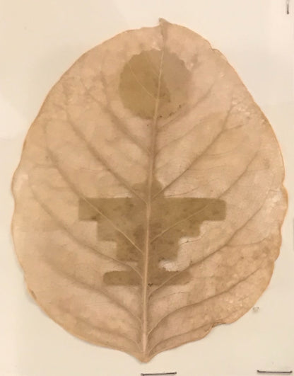 Carved Leaf by Artist Jesús Leal Lambusino