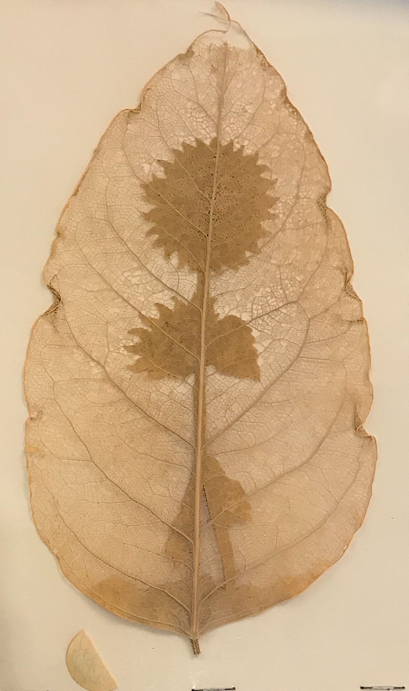 Carved Leaf by Artist Jesús Leal Lambusino